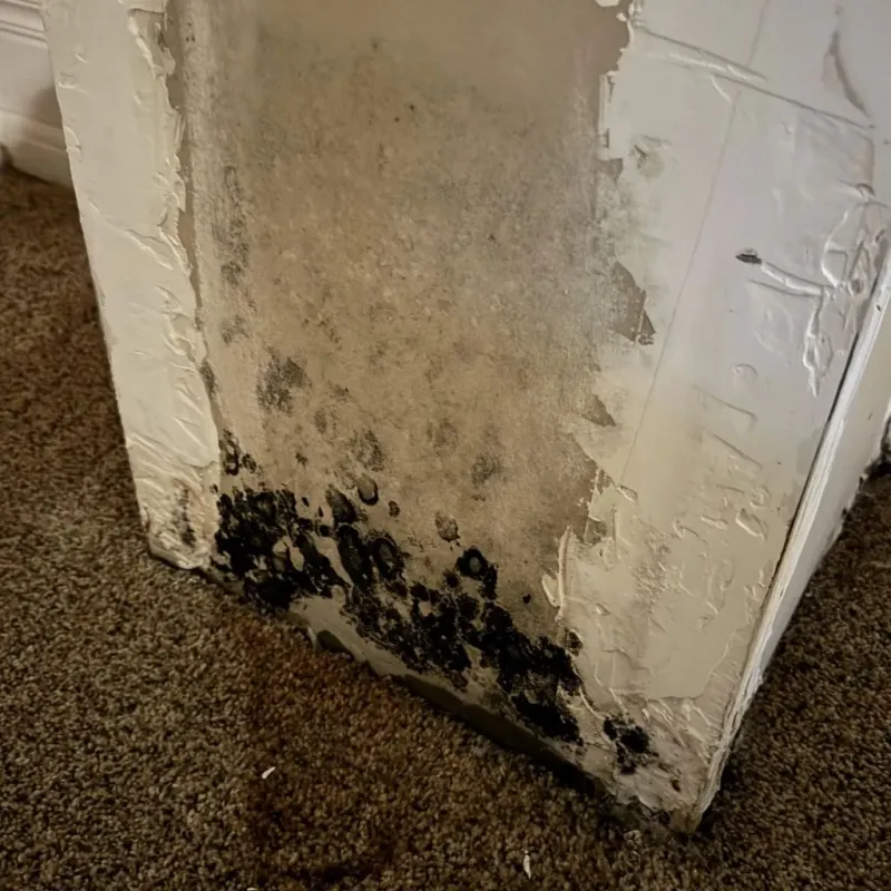 Professional Mold Removal in North Andover, MA